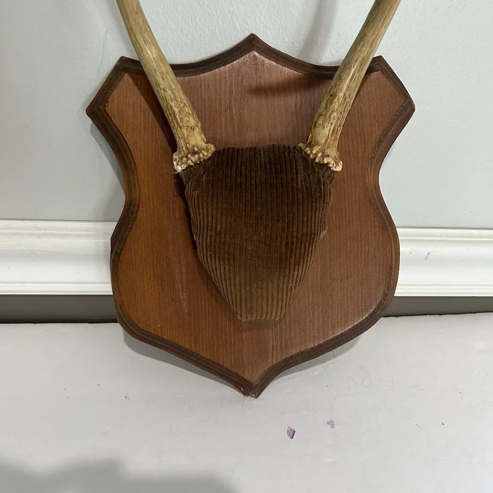 Antler Plaque Mount Taxidermy / Cabin Lodge Man Cave Point Whitetail Deer Real